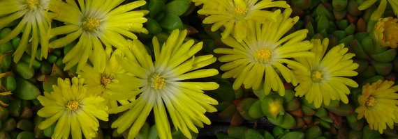 Delosperma